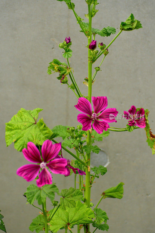 通常是Mallow / Malva Mauritiana / Malva Sylvestris